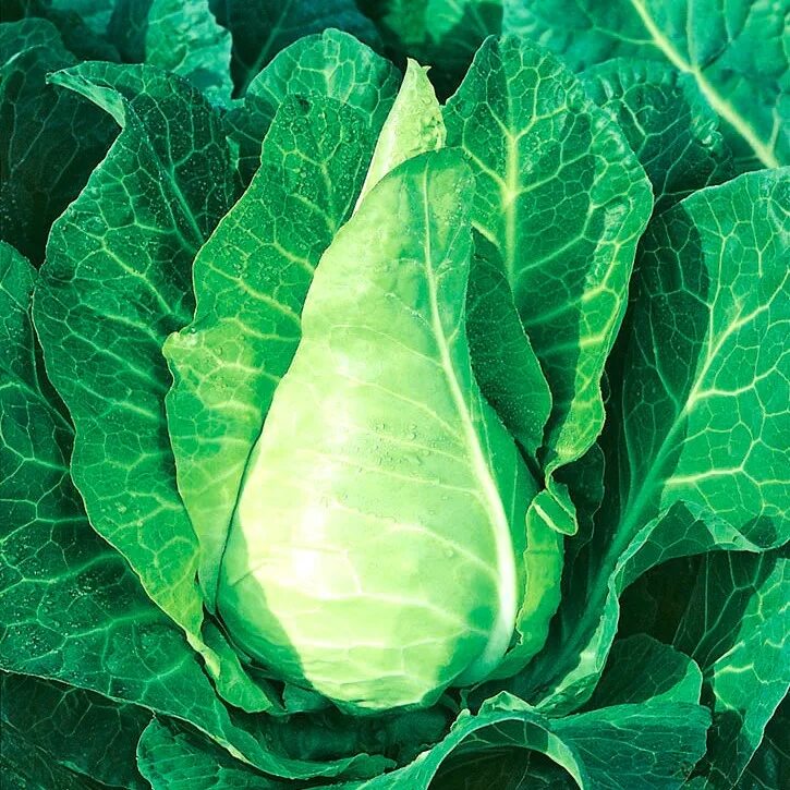 Какие средние сорта капусты. Капуста brassica oleracea. капуста савойская. савойская капуста сорта. капуста савойская пирожковая.