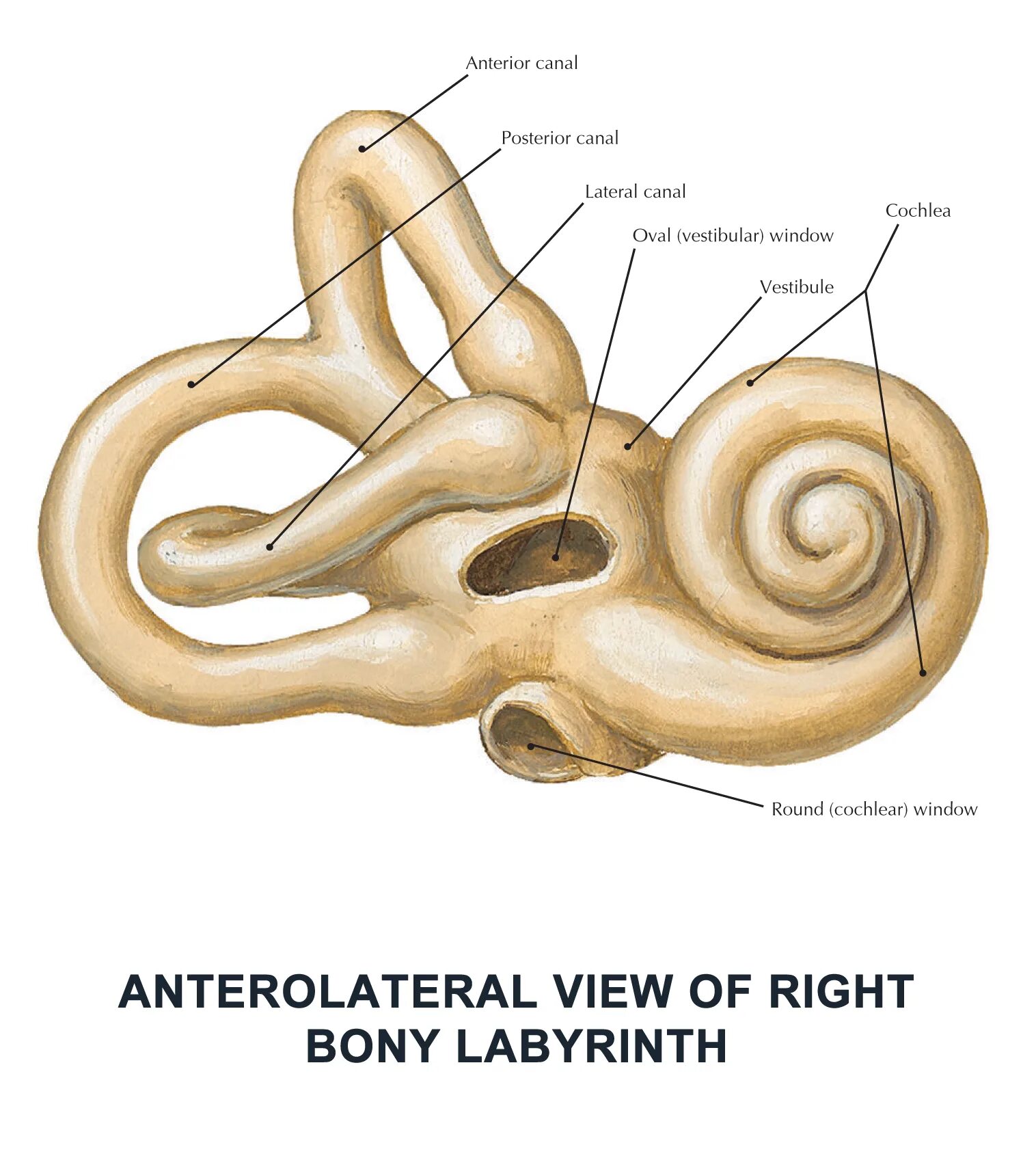 Окно улитки расположено. Костный Лабиринт внутреннего уха (улитка). Анатомия улитки внутреннего уха. Внутреннее ухо костный Лабиринт. Костный Лабиринт внутреннего уха анатомия.
