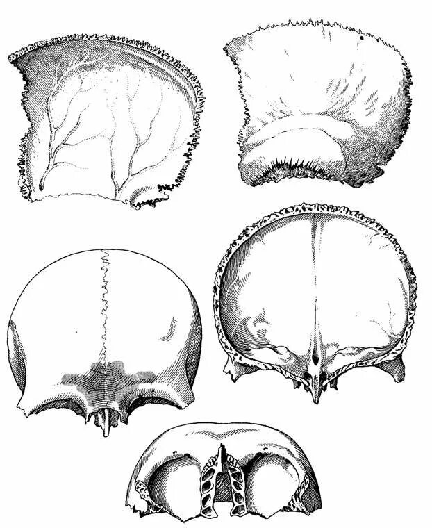4 теменная кость. Теменная кость анатомия. Теменная кость анатомия наружная поверхность. Теменная кость черепа. Теменная кость черепа анатомия.