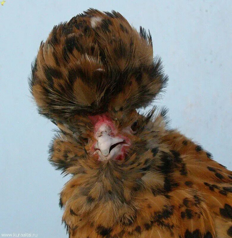 Цыпленок с хохолком. Цыплята с хохолками на голове. Рыжая Курочка с хохолком. Шишка на голове у курицы.