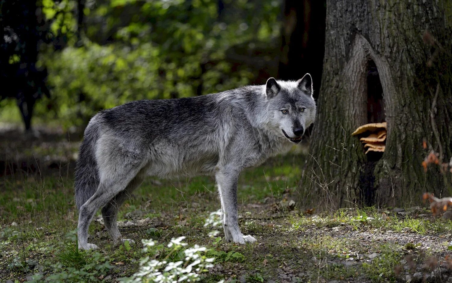 Макензийский Равнинный волк. Волк обыкновенный (canis Lupus). Волк Долины Маккензи. «Серый волк» (Сары Буре).