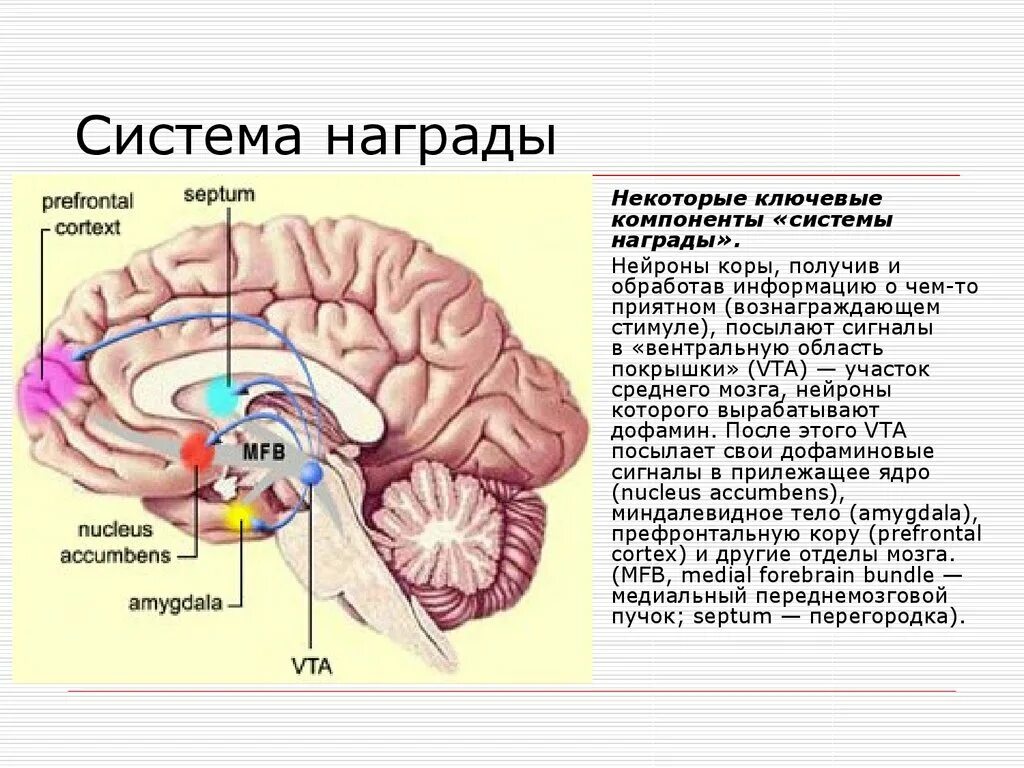 Вентральная покрышка и прилежащее ядро. Вентральная область покрышки головного мозга. Зоны ствола головного мозга покрышка. Прилежащее ядро головного мозга.