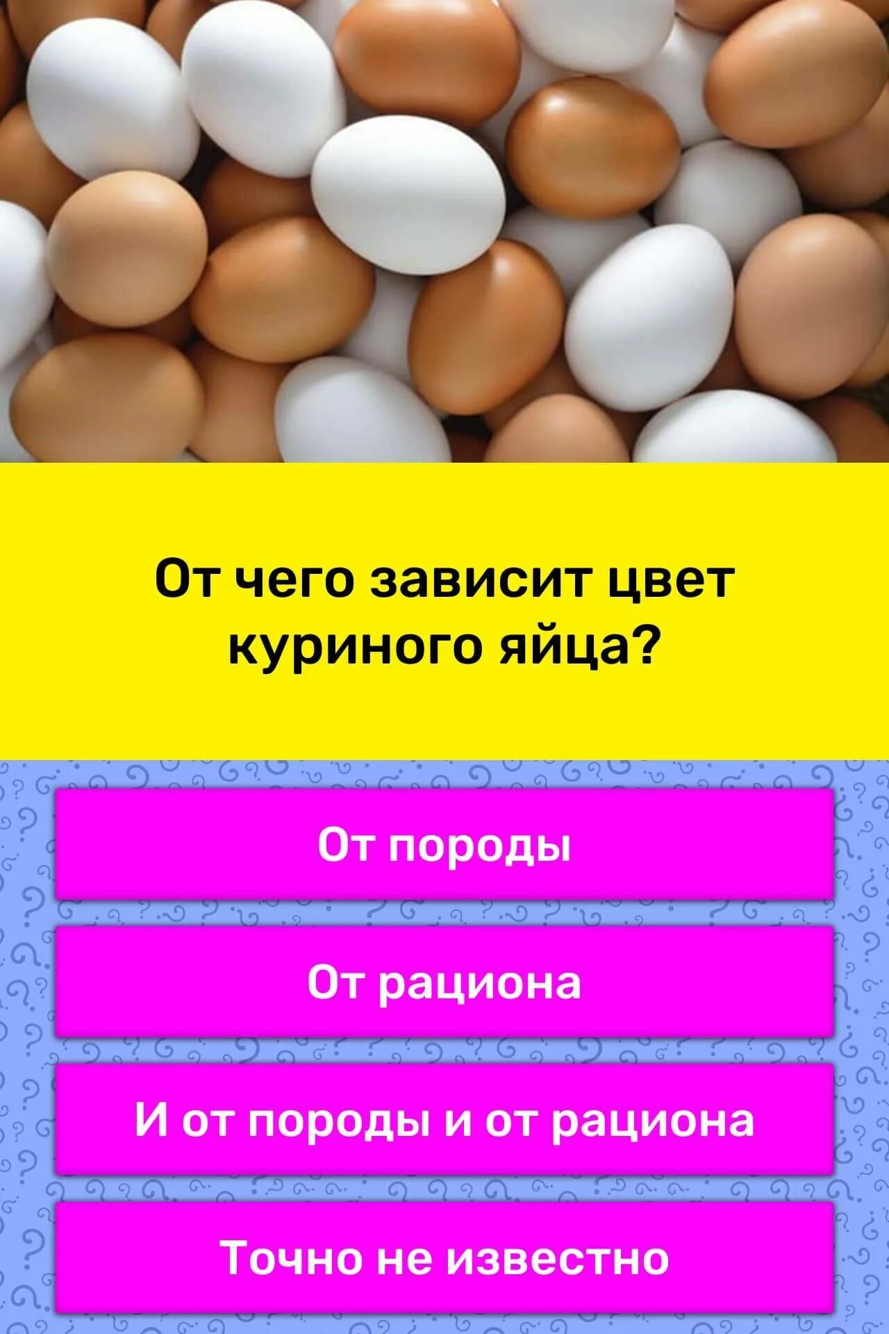 Цвет куриных яиц. Цвет скорлупы яиц. От чего зависит цвет куриного яйца. От чего зависит цвет скорлупы куриного яйца.