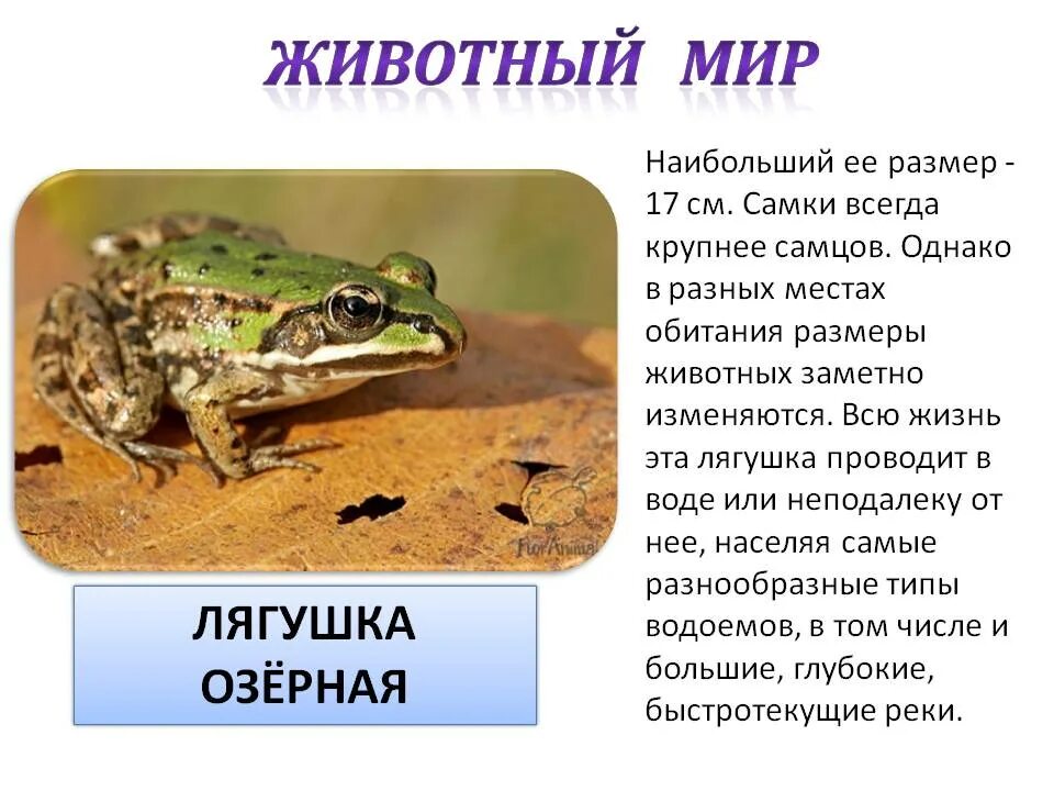Жаба краткое описание. Земноводная лягушка краткое описание. лягушка озерная характеристика. озерная лягушка краткое сообщение. сообщение о лягушке.