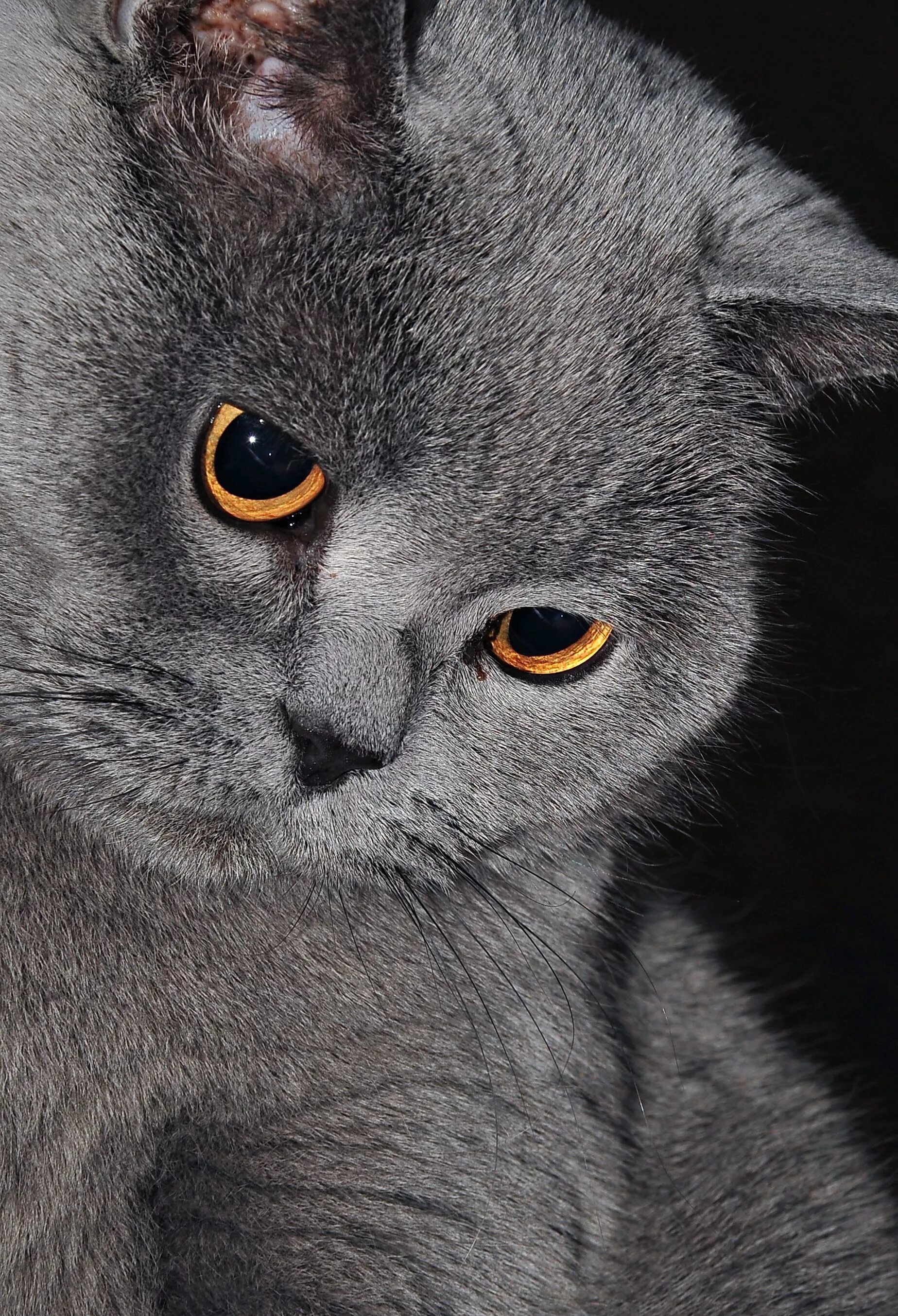 Коты серые девочки