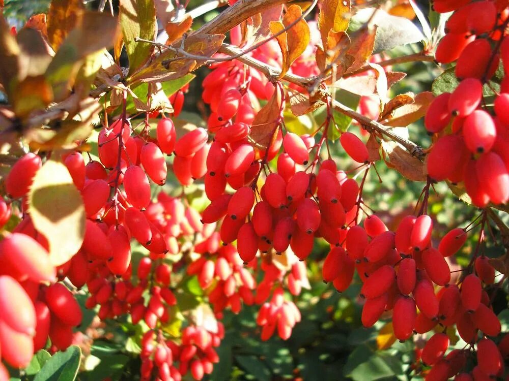 Барборис. Барбарис обыкновенный кустарник. Барбарис обыкновенный Berberis vulgaris. Барбарис обыкновенный куст. Барбарис обыкновенный декоративные кустарники.