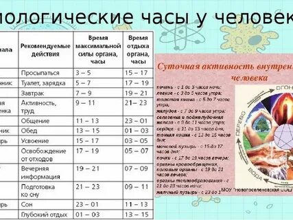 Время органов ночью