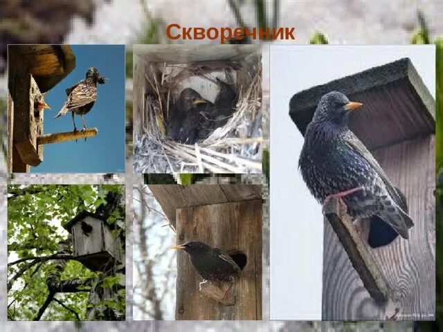 Куприн скворцы урок 4 класс. Произведение скворцы куприн. Куприн скворцы урок 4 класс. Кто живёт в скворечнике из птиц. Куприн скворцы урок 4 класс.