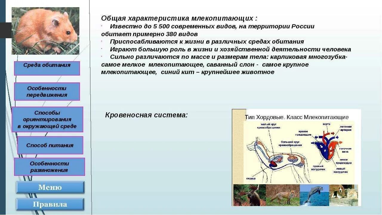 Типы млекопитающих. Характеристика млекопитающих. Основная характеристика млекопитающих. Класс млекопитающие общая характеристика. Какие особенности у млекопитающих