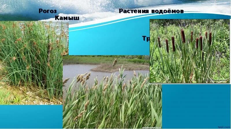 Камыш рогоз осока. Рогоза растение и камыш отличия. Камыш рогоз чакан. Рогоза растение и камыш отличия. Камыш рогоз осока.