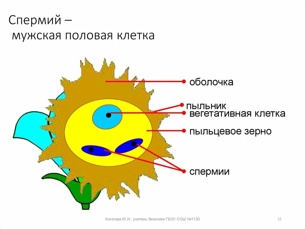 Спермий цветка. Спермии. Спермии у растений. Мужская половая клетка. Строение спермия растения.