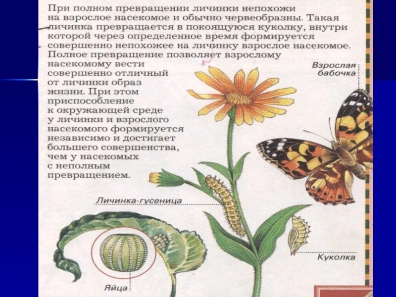Определите тип развития насекомых пчела мохнатоногая. Превращение личинки во взрослое насекомое. что вы знаете о превращениях насекомых. развитие насекомых сообщение 6 класс биология. сообщение по биологии 6 класс на тему типы развития насекомых.