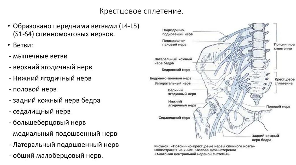 Крестцовое сплетение схема иннервации. Крестцово копчиковое сплетение спинномозговых нервов. Поясничное сплетение схема иннервации. Нервы поясничного сплетения схема.