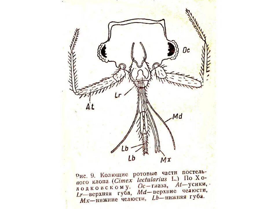 Ротовая полость насекомых. Строение ротового аппарата постельного клопа. Колюще-сосущий ротовой аппарат строение. Строение ротового аппарата клопа. Колюще-сосущий ротовой аппарат постельного клопа.