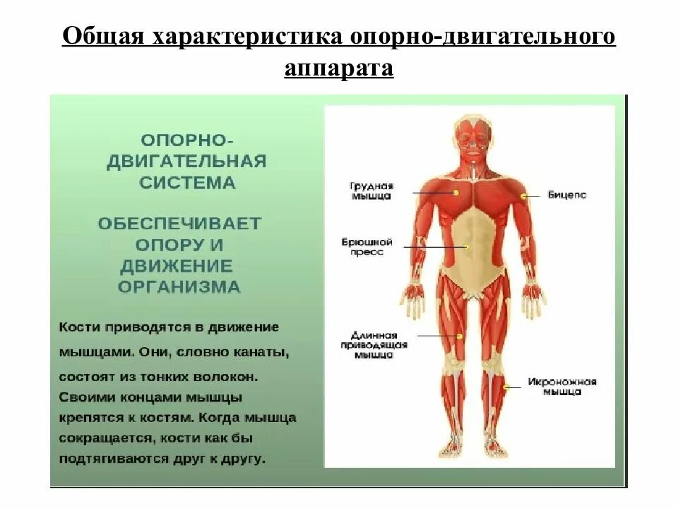 Статистика по опорно двигательному аппарату. Опорно-двигательная система человека. профилактика заболеваний опорно двигательной системы. профилактика нарушений опорно-двигательного аппарата.