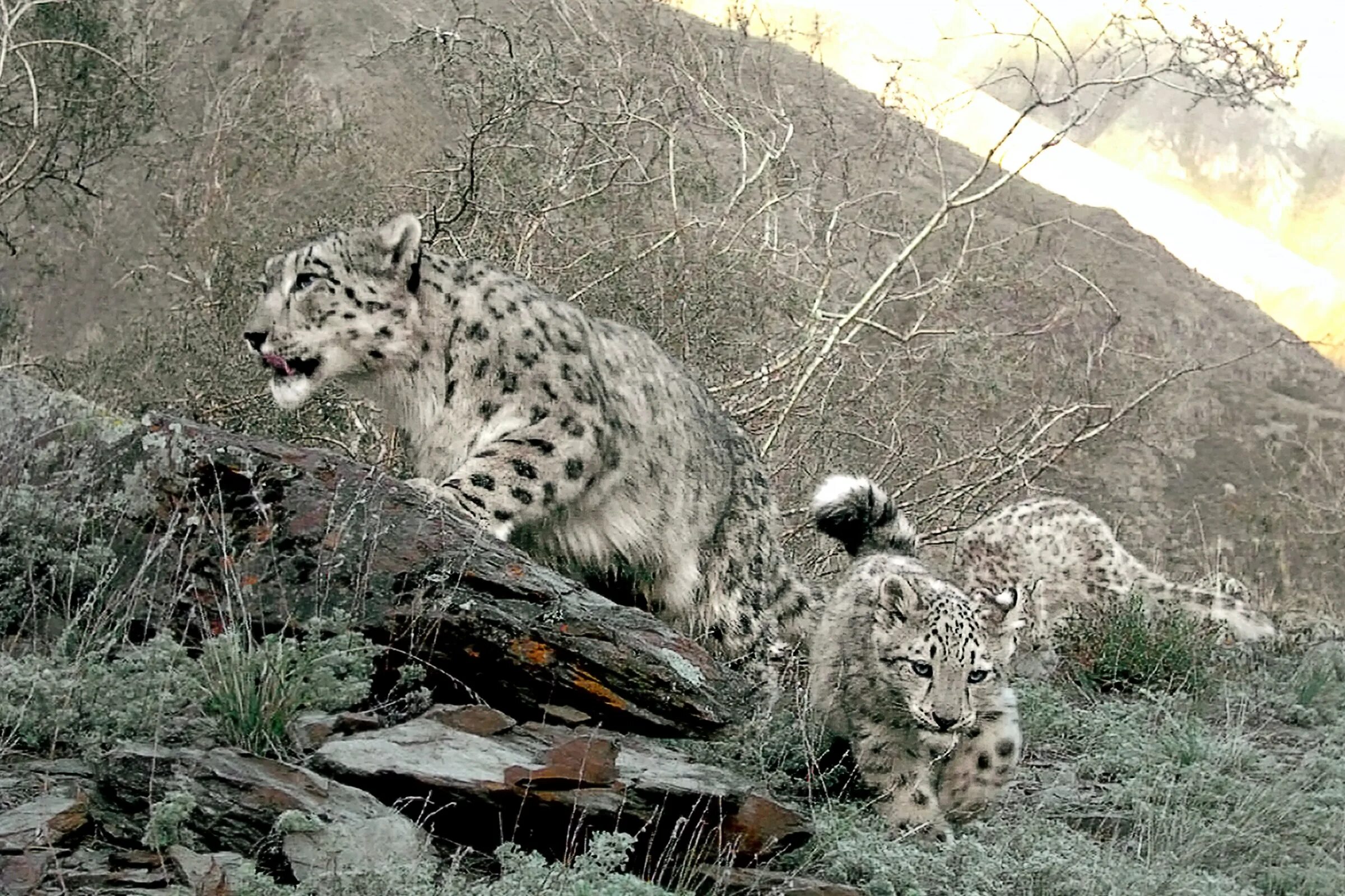 Снежный барс алтай. Барс хакасия. Барс хакасия. Саяно-шушенский заповедник фауна. Снежный барс в хакасии животное.