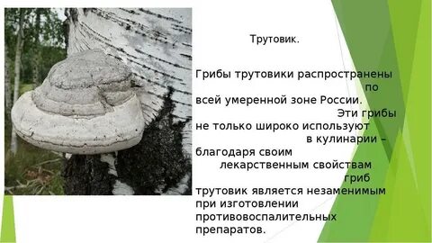 Серая жаба трутовик окаймленный дуб