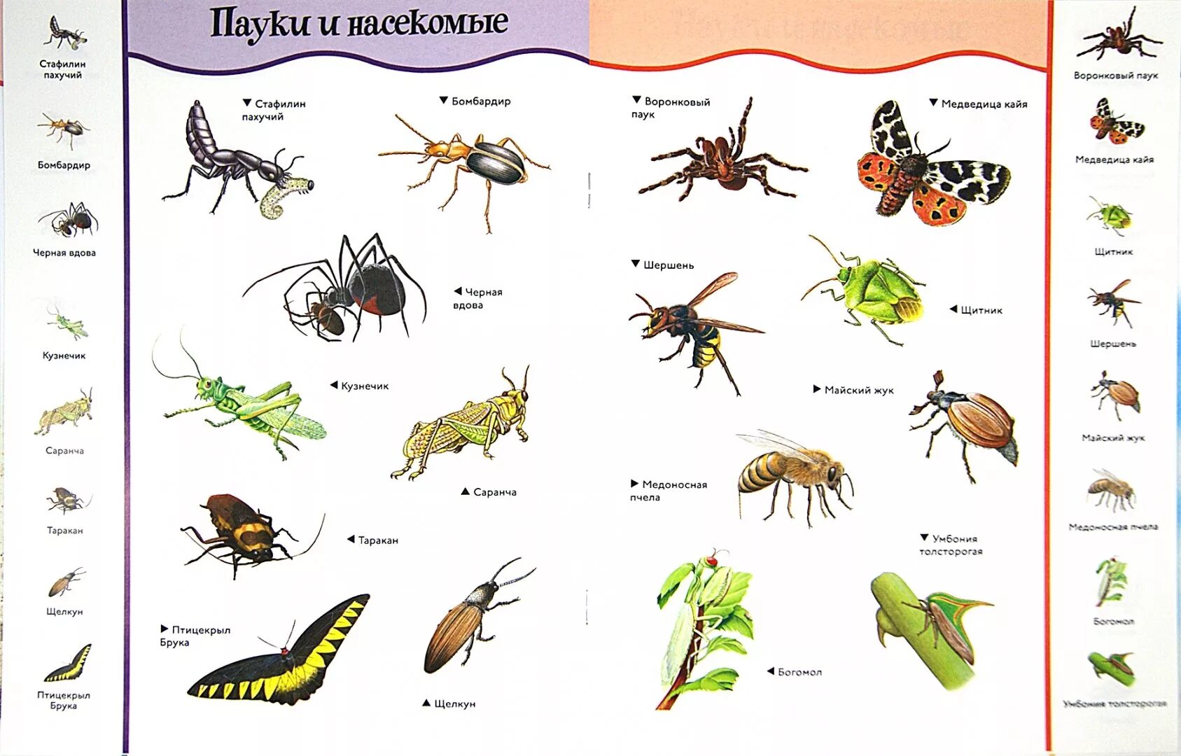 Картинки насекомых с названиями. Насекомые для дошкольников. Насекомые с названиями для детей. Названия насекомых для дошкольников. Виды насекомые список