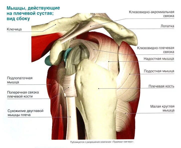 Разрыв лопатки. Сухожилия плечевого сустава анатомия. Связки плечевого сустава анатомия. Анатомия плеча мышцы связки сухожилия. Плечевой сустав анатомия строение с мышцами.