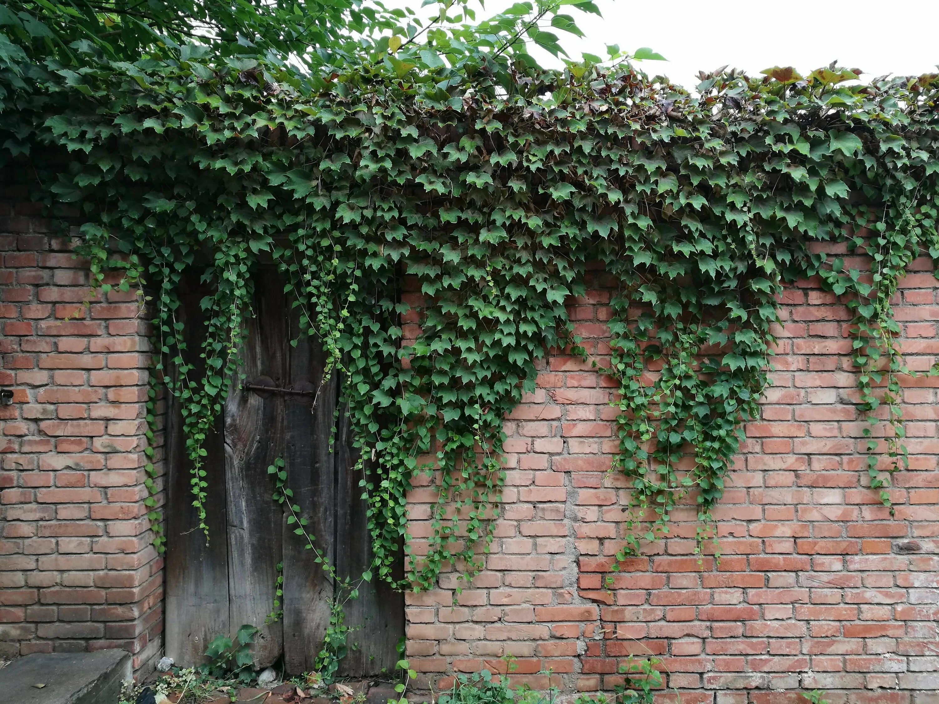 Плющ Хмель Вьюнок. Плющ садовый вечнозеленый. Плющ вечнозеленый (Hedera).. Плющ виноград