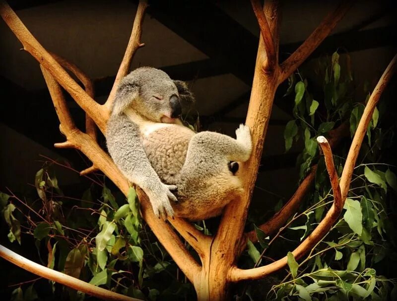 Коала сумчатое. Коала эвкалиптовый мишка. Коала на дереве.