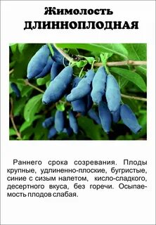 Жимолость характеристика