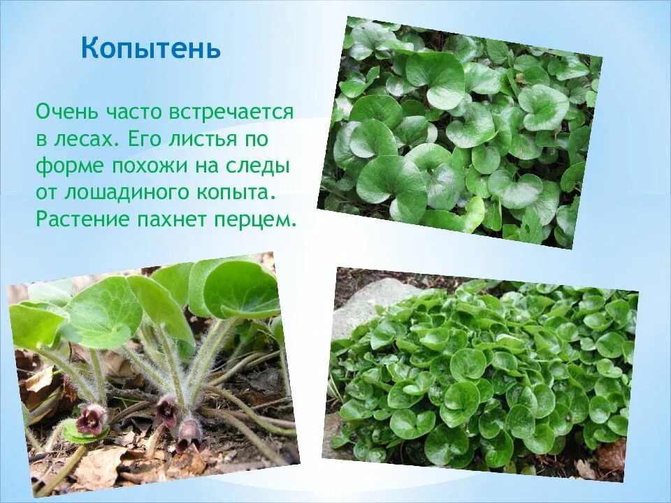 Листья растения похожи на след лошадиного копыта