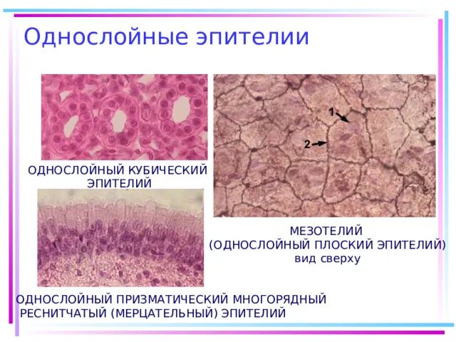 Однослойный плоский мезотелий. Однослойный плоский эпителий мезотелий. Однослойный плоский эпителий мезотелий брюшины препарат. Мезотелий сальника гистология. Однослойный плоский эпителий мезотелий сальника препарат.