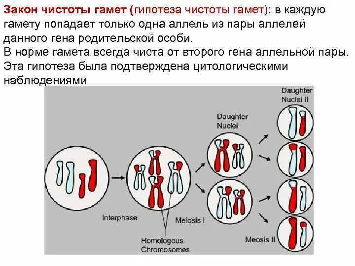 Обмен аллельными генами. Закон гипотезы чистоты гамет. Сущность гипотезы чистоты гамет. Принципы наследования генетика. Сформулируйте закон чистоты гамет кратко.