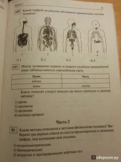 Эндокринная система тест огэ