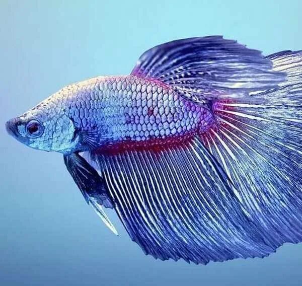 Why One-Gallon Tanks Are Bad for Betta Fish #EverythingAboutBettaFish Betta fish
