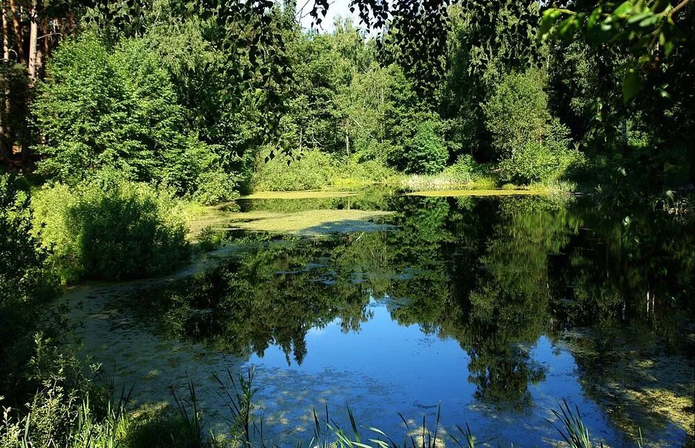 Маленькое озеро. Маленькое лесное озеро. Лесное озеро в ленинградской области. Небольшое озеро в лесу. Маленькое лесное озеро.