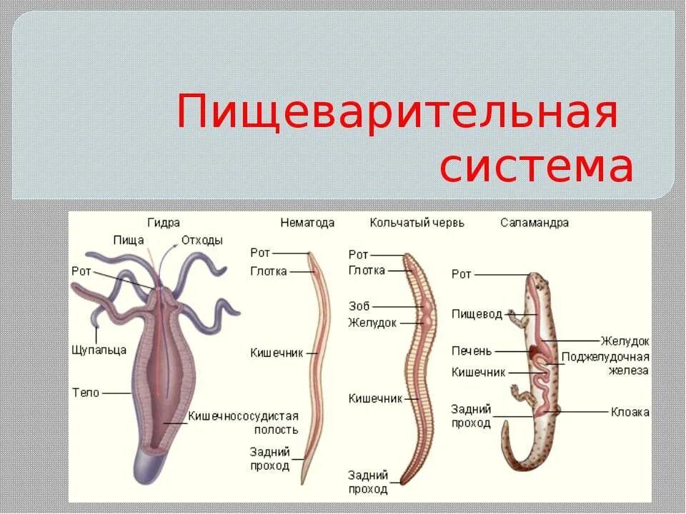 Эволюция пищеварительной системы у беспозвоночных животных. Эволюция системы органов пищеварения позвоночных животных. Строение пищеварительной системы у беспозвоночных. Эволюция пищеварительной системы животных черви. Кишечник беспозвоночные