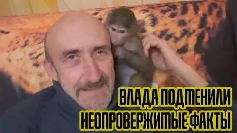 Люся гамадрил ютуб последнее
