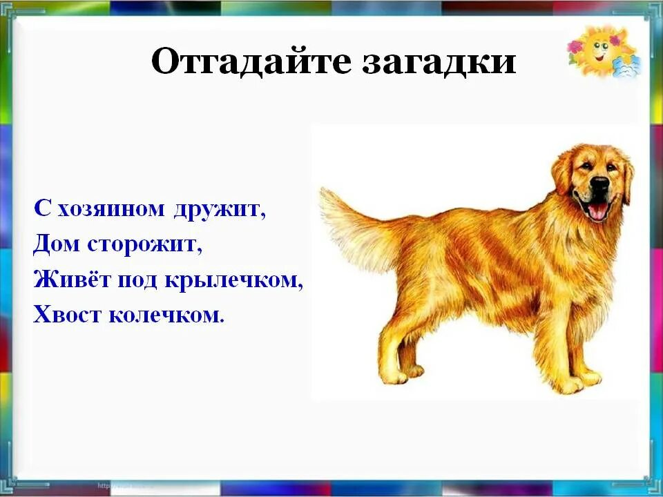 Загадки о дом животных. Живет под крылечком хвост колечком. отгадай загадку живет под крылечком хвост колечком. отгадайте загадку с хозяином дружит дом сторожит. с хозяином дружит дом сторожит живёт под крылечком а хвост колечком.