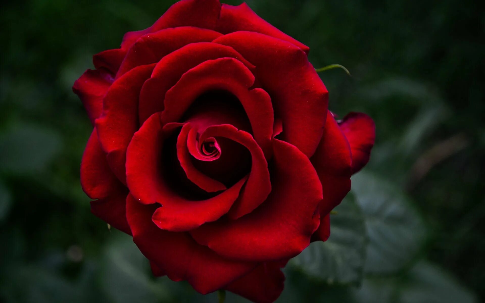 Цветы розы красные. Алый Карсон роза. Роза красный 3ной. Роза Rhoslyn. Роза красная вельвет.