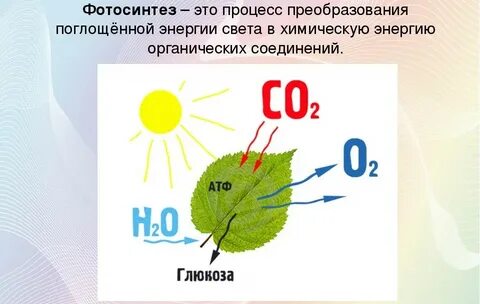 Фотосинтез это в биологии кратко