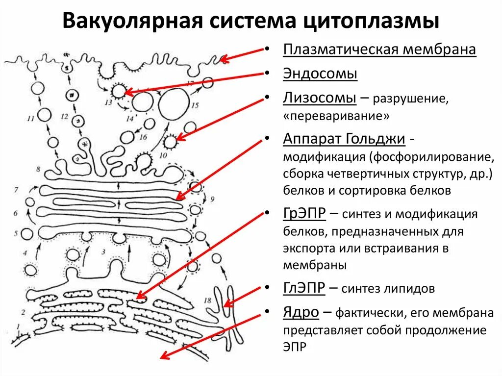 Эпс участвует в синтезе белков. Взаимосвязь органоидов вакуолярной системы клетки. Схема вакуолярной системы клетки. Вакуолярная система аппарата Гольджи. Строение мембраны аппарата Гольджи.