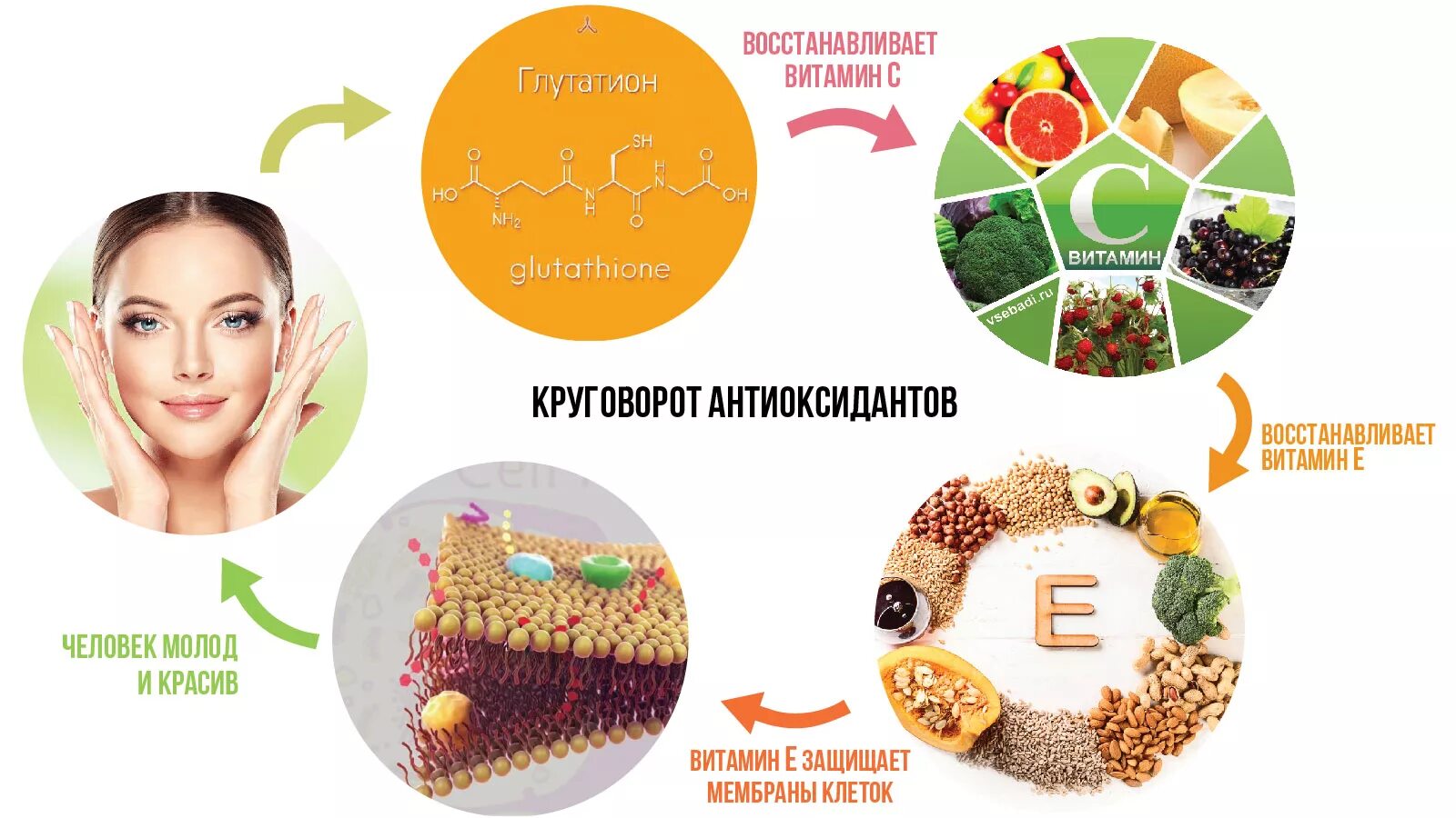 Высокое содержание коллагена. Антиоксиданты в продуктах питания. Глутатион в продуктах. Продукты богатые глутатионом. Продукты содержащие глутатион.