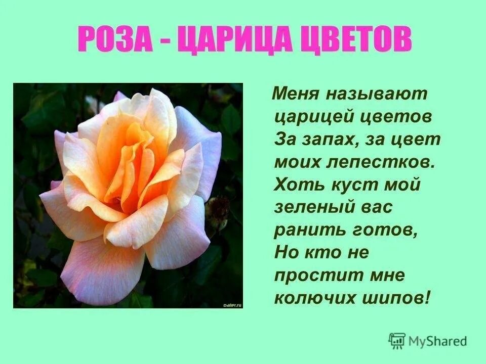 Описание цветка розы. Краткая информация о Розе. Описать любой цветок.