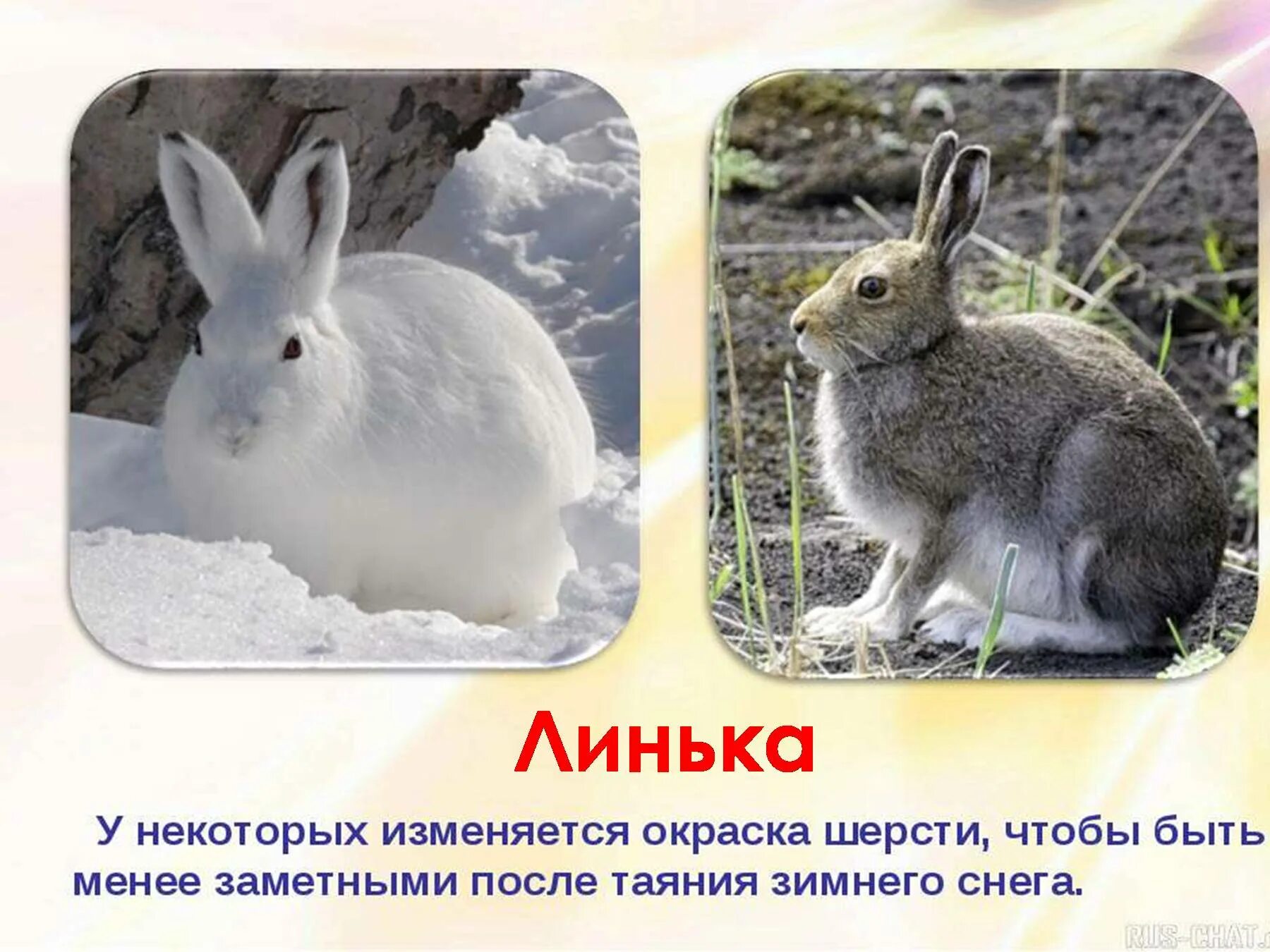 Какое время года у зверей бывает линька