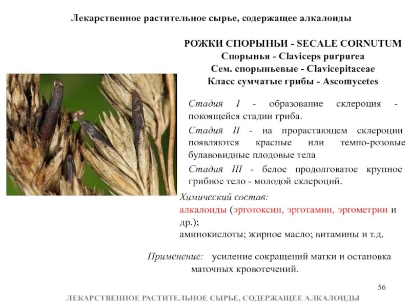 Сырье содержит. Лекарственное сырье содержащее алкалоиды. алкалоиды спорыньи. лрс и сырье содержащие алкалоиды. лекарственное растительное сырьё.