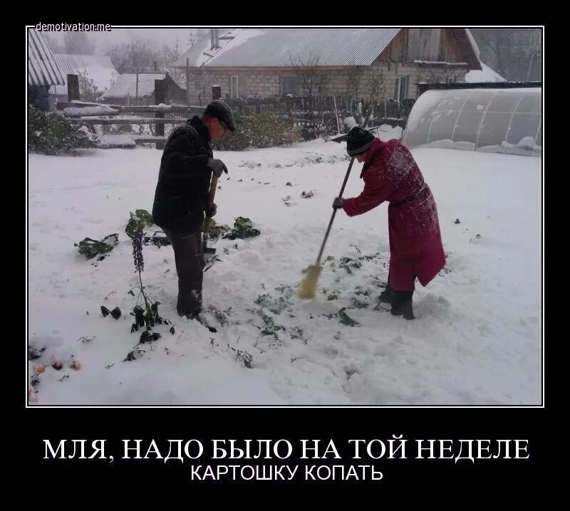 Выкапывай выкапывай его я тебя умоляю дзен