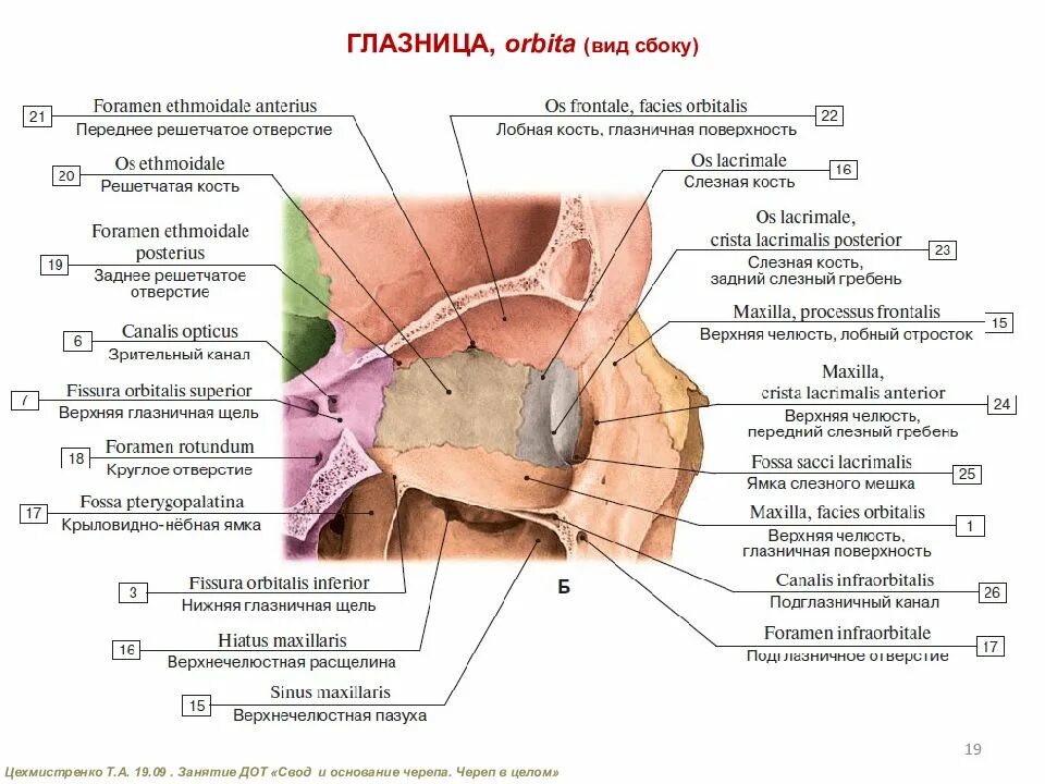 Ямка слезной железы на черепе. Переднее решетчатое отверстие глазницы. Латеральная стенка орбиты анатомия. Костные стенки глазницы анатомия. Пересадка латынь