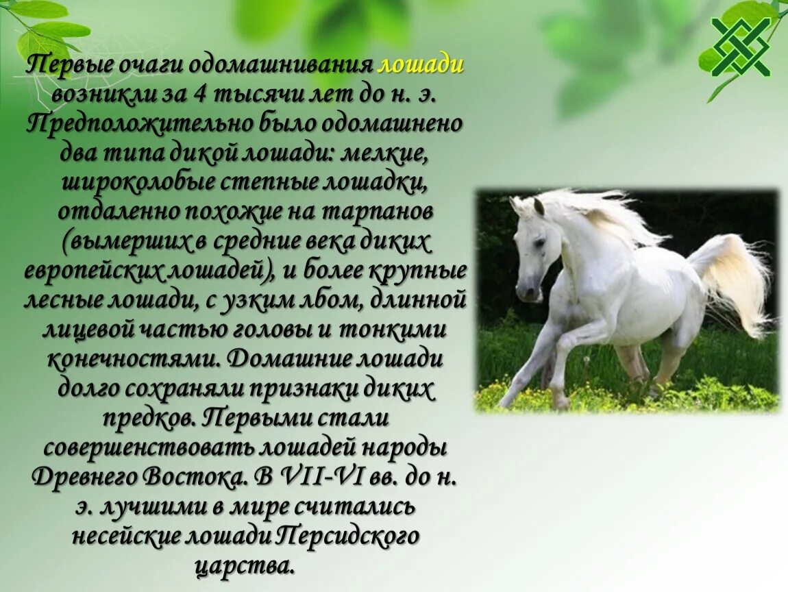 Легенда о кон. Легенда о лошади. одомашнивание лошади. мифы о лошадях. первое одомашненное животное лошадь.