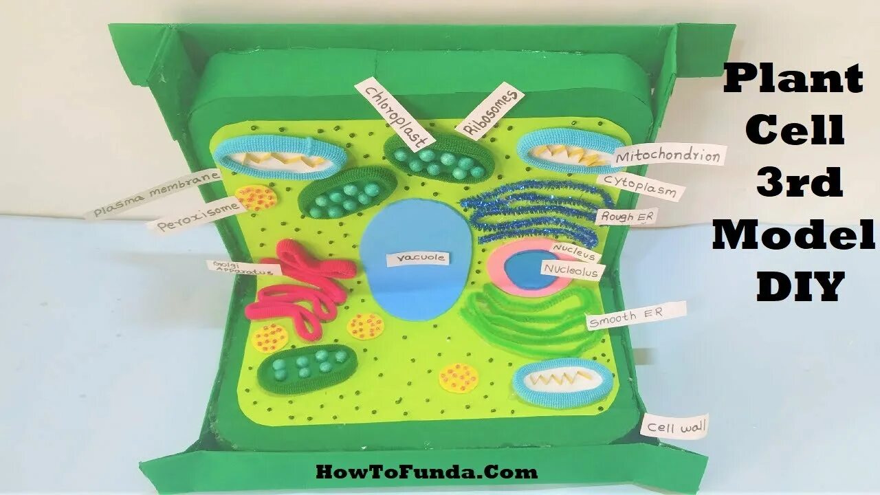 Cell project. Plant cell project model. plant cell 3d. science fair cardboard.