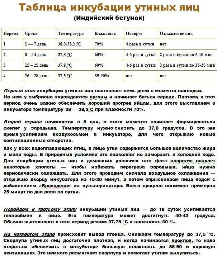 При какой температуре хранить инкубационное яйцо