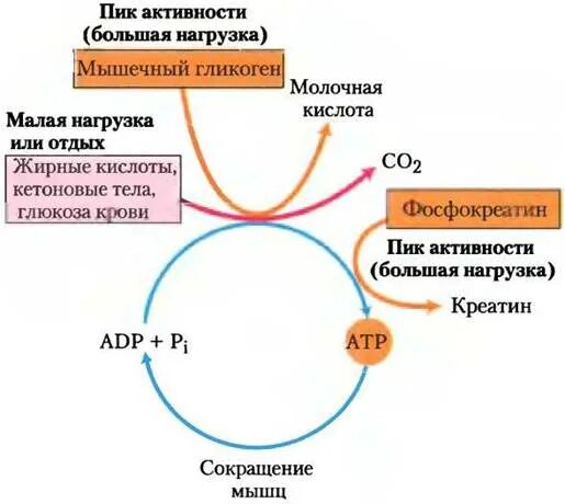 Тканеспецифичный метаболизм. Высокая половая активность. Пик мужской и женской активности. Пик активности у женщин.