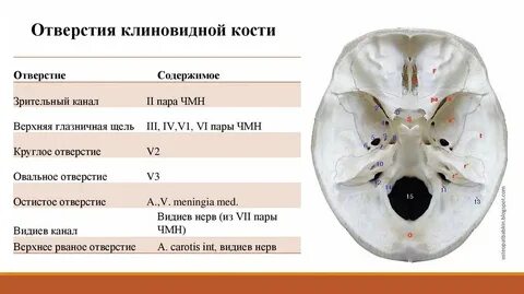 Отверстие на больших крыльях клиновидной кости