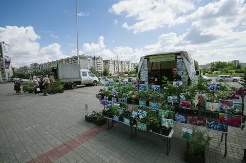 Урал рассада